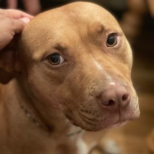 Meet your Posher, Anitra